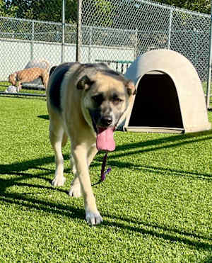 Lola - Photo 1