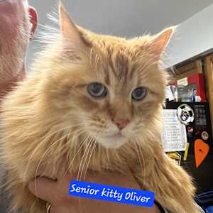 Oliver - Photo 1
