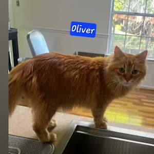 Oliver - Photo 2