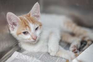 SHELDON - Photo 1