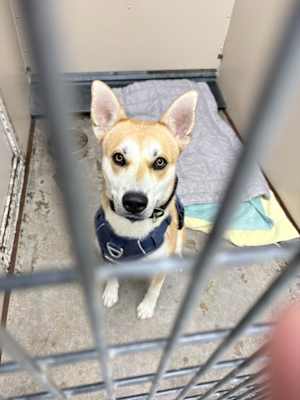 Shiloh - Photo 2