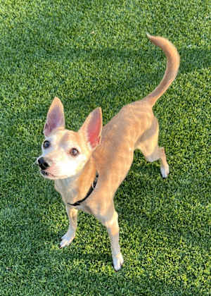 Tuffy - Photo 1