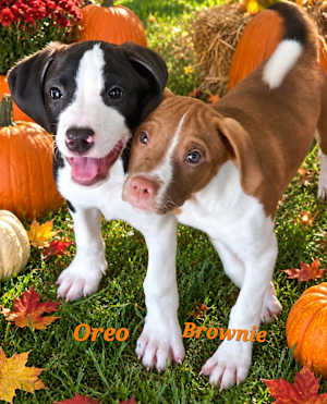 Brownie - Photo 2