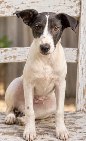 Jasper 2.0 - Photo 1