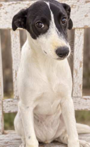 Jasper 2.0 - Photo 3