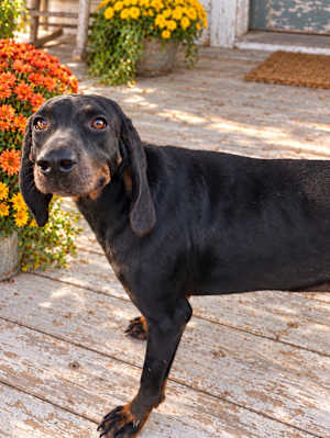 Liberty Belle - Photo 1