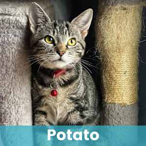 Potato - Photo 1