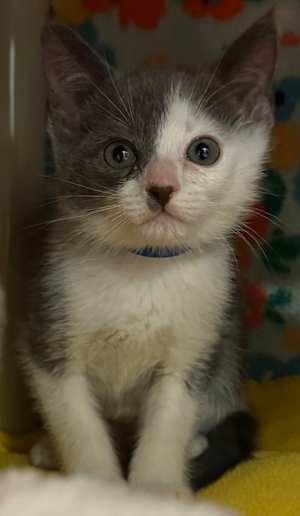 Blueberry - Photo 1