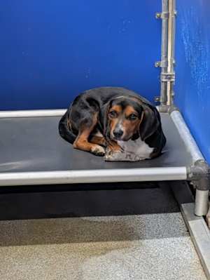 Biscuit - Photo 2