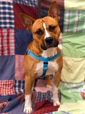 Bow Wow - Photo 2