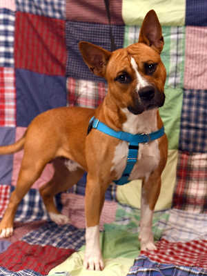 Bow Wow - Photo 3