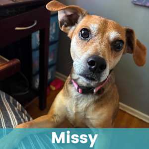 Missy - Photo 1