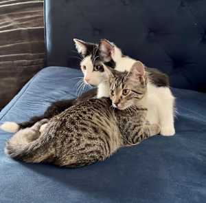 Spice (Bonded to Oreo) - Photo 2