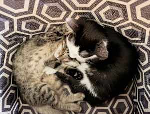 Spice (Bonded to Oreo) - Photo 3