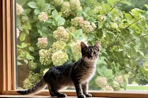 Spice (Bonded to Oreo) - Photo 4
