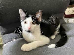 Oreo (Bonded to Spice) - Photo 4