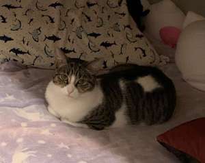 Brownie - Photo 1