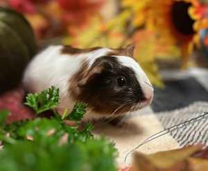 Caramel - Photo 3
