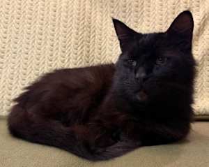 Buddy - Photo 3