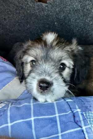 Cooper - Photo 1