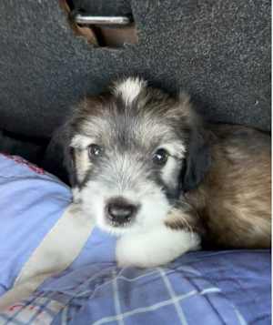 Cooper - Photo 2