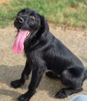 Bo~adopted! - Photo 1