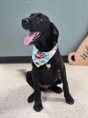 Bo~adopted! - Photo 2