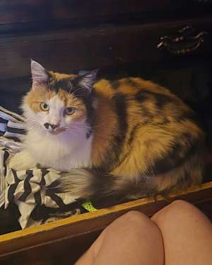 Topaz - Photo 2