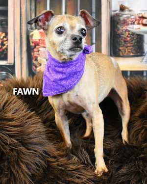 FAWN - Photo 2