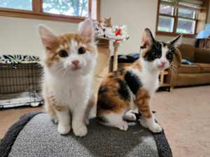 Firecracker (bonded to America) - Photo 1