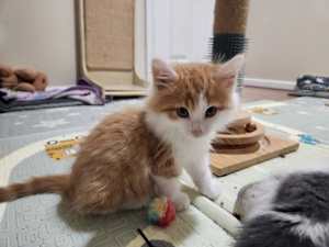 Firecracker (bonded to America) - Photo 2