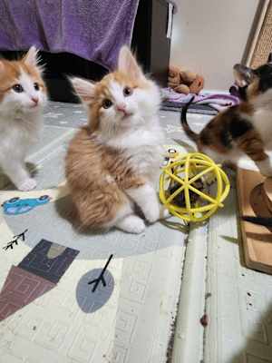 Firecracker (bonded to America) - Photo 4