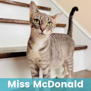 Miss McDonald - Photo 1