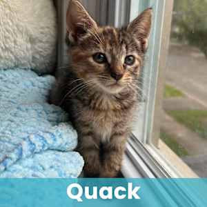 Quack - Photo 1