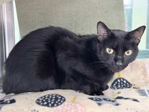 Calypso - Photo 2
