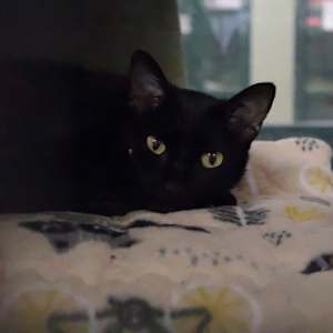 Calypso - Photo 3