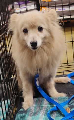 OLIVER - Photo 1
