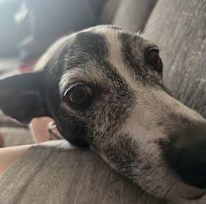 BUSTER - Photo 3