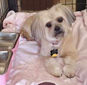 DOLLY - Photo 3