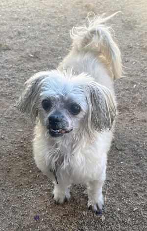 DOLLY - Photo 4