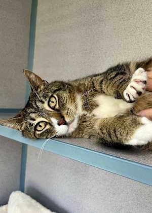 Toodles - Photo 4