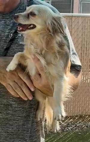 CANELO - Photo 3