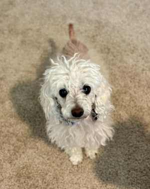 MOLLY - Photo 3