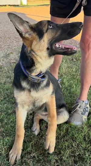 Hollie Shep~adopted! - Photo 3