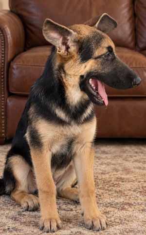 Hollie Shep~adopted! - Photo 4
