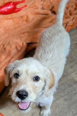 Parker~adopted! - Photo 4