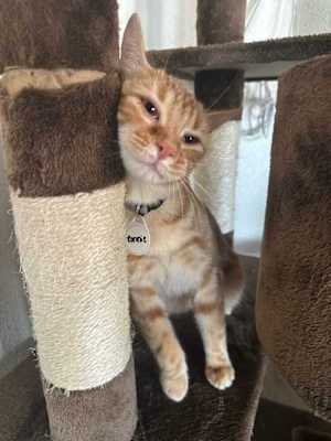 Ronnie 2 - Photo 4