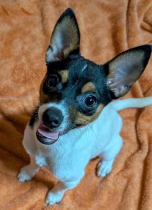 Archie - Photo 1