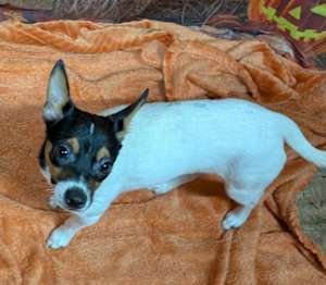 Archie - Photo 3