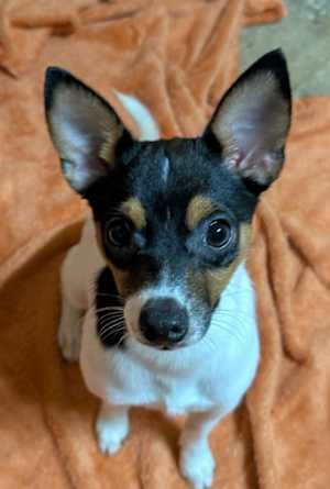 Archie - Photo 4